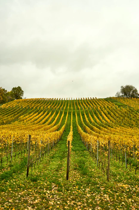 Champagne wine region